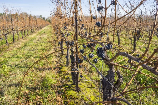 Cabernet Sauvignon uvas de vino tinto colgando de la vid a finales de otoño — Foto de Stock