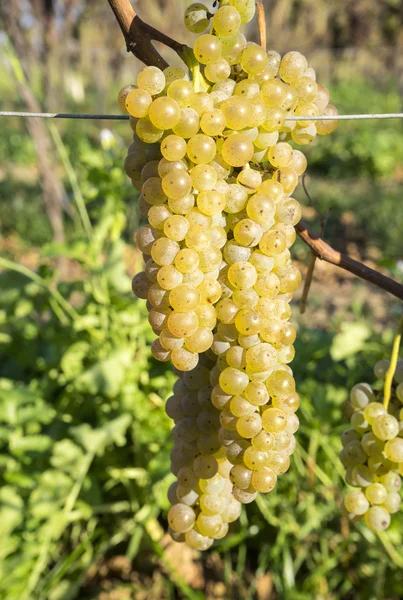 Vidal uvas de vino blanco colgando de la vid a finales de otoño —  Fotos de Stock