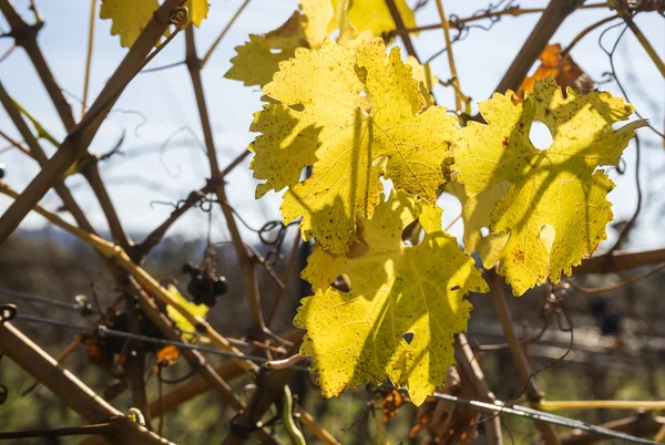 Cabernet Sauvignon uvas de vino tinto colgando de la vid a finales de otoño — Foto de Stock