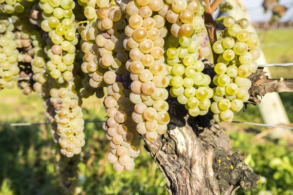 Manojos de uvas blancas Vidal maduras colgando de la vid a finales del otoño —  Fotos de Stock