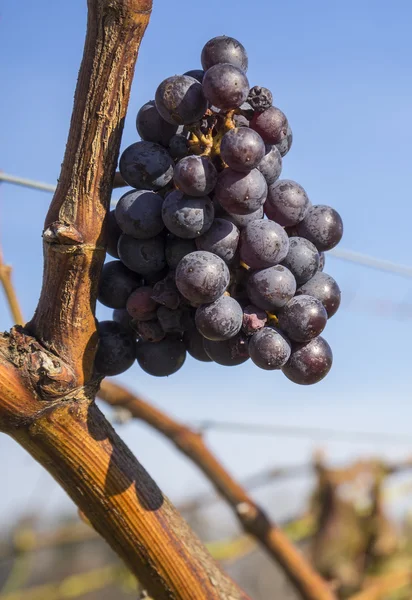 Cabernet Sauvignon, κόκκινο σταφύλι κρασιού που κρέμεται από το αμπέλι στο αργά πτώση — Φωτογραφία Αρχείου