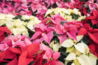 Renkli Noel Poinsettias