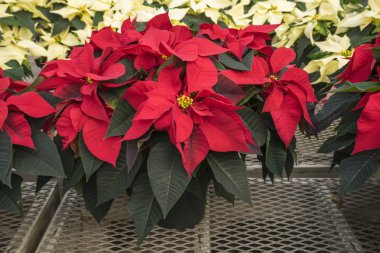 Kırmızı ve kremalı renkli saksı Poinsettias