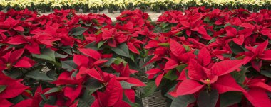 Kırmızı ve kremalı renkli saksı Poinsettias