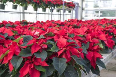 Tencere ekranda kırmızı Poinsettias