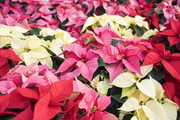 Poinsettie natalizie colorate — Foto Stock