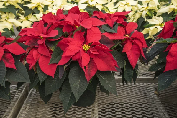 Kırmızı ve kremalı renkli saksı Poinsettias