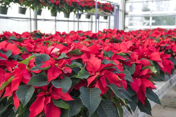 Red Poinsettias in Pots on Display — Stock Photo, Image
