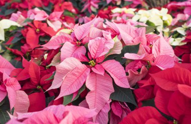 Renkli Noel Poinsettias