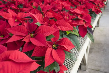 Tencere ekranda kırmızı Poinsettias