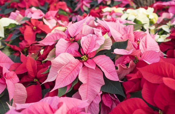 Renkli Noel Poinsettias — Stok fotoğraf