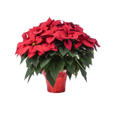 Pot of Bright Red Poinsettia clipart