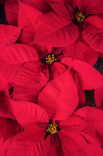 Poinsettia rouge vif de Noël — Photo