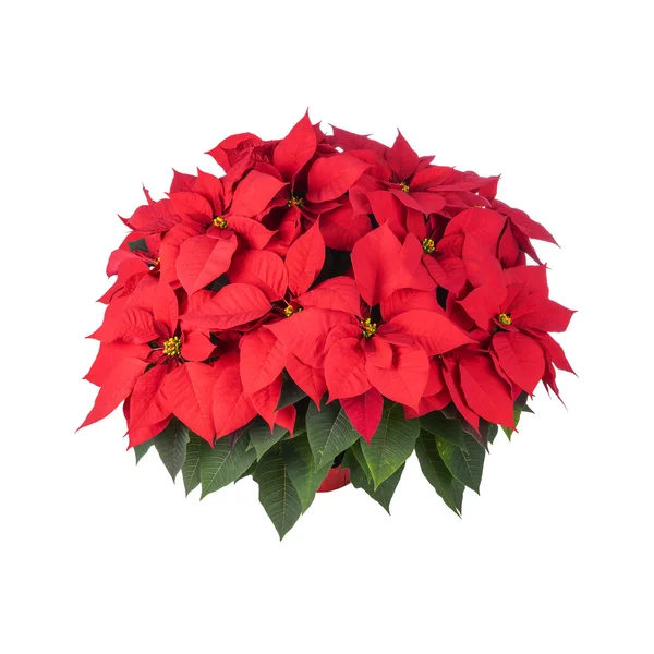 POT di Poinsettia rosso brillante — Foto Stock