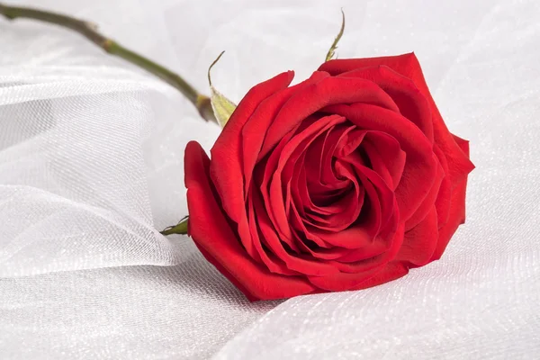 흰색 명주 원단 배경에 단일 빨간 장미 — 스톡 사진