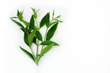 Andrographis beyaz arka planda paniklemiş.