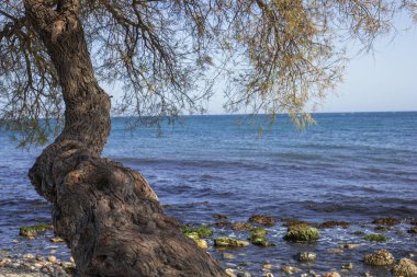 Bir Akdeniz çam ağacının fotoğrafı, pino carrasco (pinus