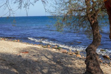 Bir Akdeniz çam ağacının fotoğrafı, pino carrasco (pinus