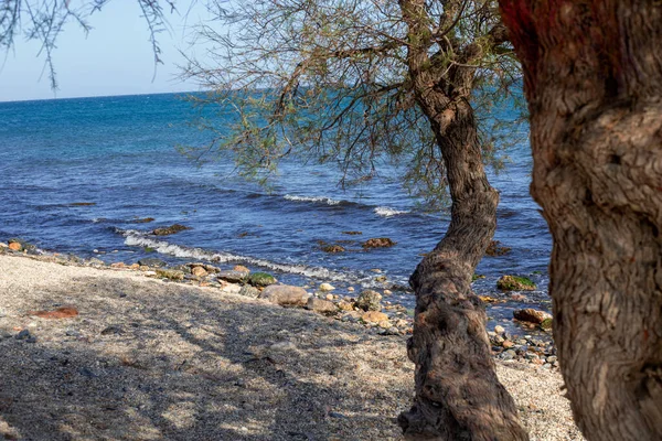 Sahilde bir çam ağacının fotoğrafı. Arka Grou 'da deniz var.