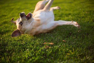 Çimlerin üzerinde yuvarlanan güzel bir pitbull 'un fotoğrafı.