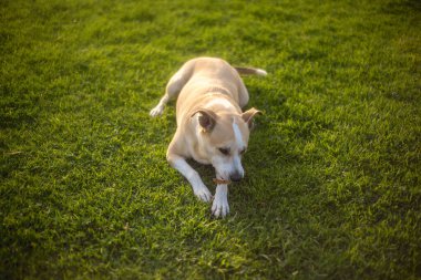 Çimlerde bir çubuk çiğneyen güzel bir pitbull köpeğinin fotoğrafı.