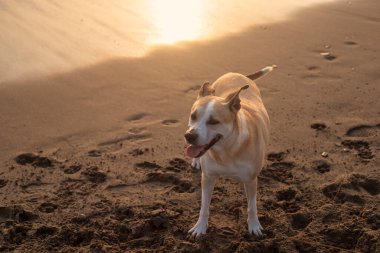 Gün batımında sahilde güzel bir pitbull köpeğinin fotoğrafı.