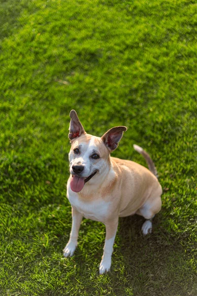Güzel bir pitbull köpeğinin fotoğrafı mutlu bir fac ile çimlerin üzerinde oturuyor.