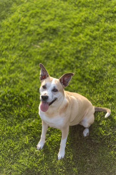 Photography Beautiful Pitbull Dog Sitting Grass Happy Face — Stock Photo, Image