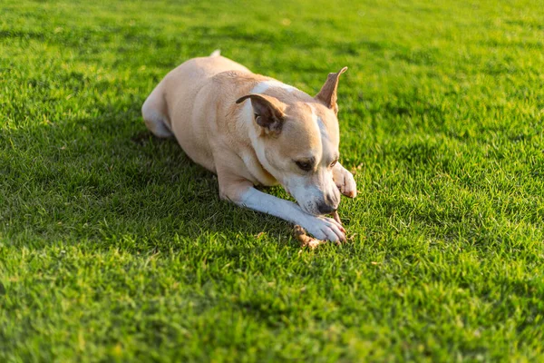 Çimlerde bir çubuk çiğneyen güzel bir pitbull köpeğinin fotoğrafı.