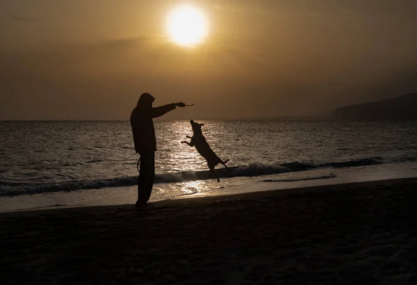 Backlight Photography Man Dog Playing Jumping Beach — Stock Photo, Image