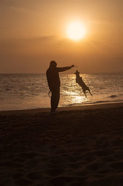 Sahilde oynayan ve zıplayan insan ve köpeğin arka plan fotoğrafı.