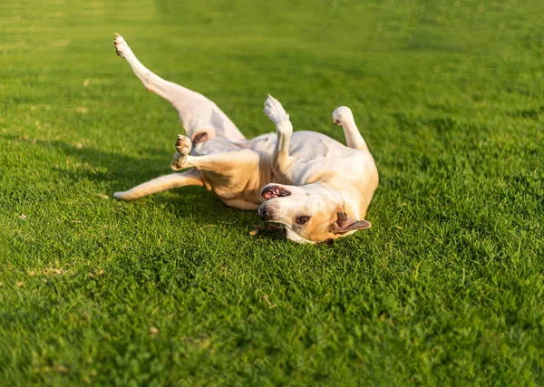 Fotografia Bellissimo Felice Pitbull Cane Rotolamento Immagine Stock