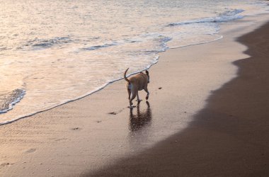 Gün batımında sahilde yürüyen güzel bir pitbull köpeğinin fotoğrafı.