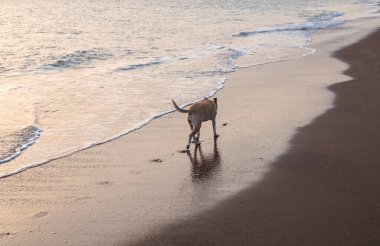 Gün batımında sahilde yürüyen güzel bir pitbull köpeğinin fotoğrafı.