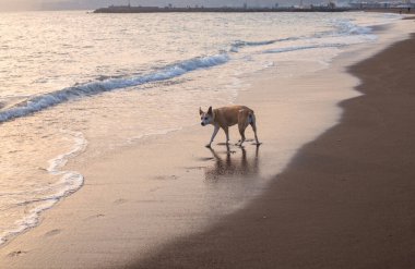 Gün batımında sahilde yürüyen güzel bir pitbull köpeğinin fotoğrafı.