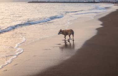 Gün batımında sahilde yürüyen güzel bir pitbull köpeğinin fotoğrafı.
