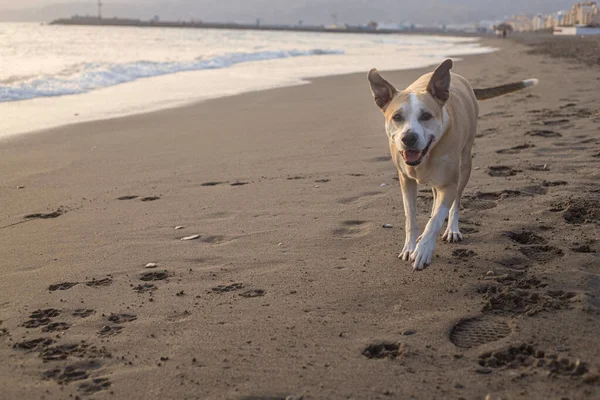 Photography Beautiful Pitbull Dog Walking Beach — Stock Photo, Image