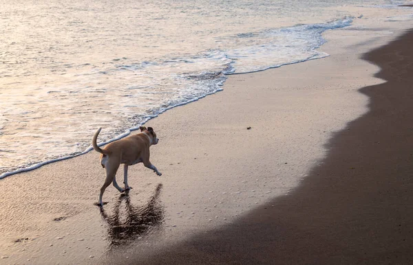 Gagadaki güzel bir pitbull 'un fotoğrafı.