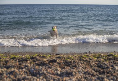 Pitbull dog playing in the beach with a ball carrying