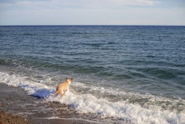 Pitbull dog playing with a ball in the beach jumping to catch the ball. Happy and training. Water Splash