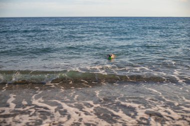 Pitbull dog playing with a ball in the beach. Happy. Training. Swimming in the sea and carrying the ball in the mouth in the sea
