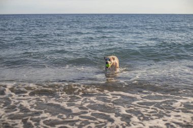 Pitbull dog playing with a ball in the beach. Happy. Training