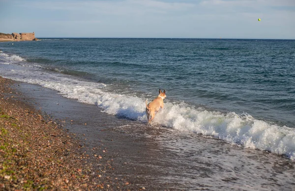 Pitbull Dog Playing Ball Beach Jumping Sea Catch Ball Happy — Stock Photo, Image