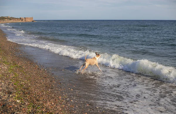 Pitbull dog playing with a ball in the beach. Happy. Training