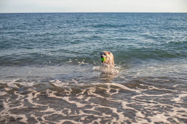 Pitbull dog playing with a ball in the beach. Happy. Training.