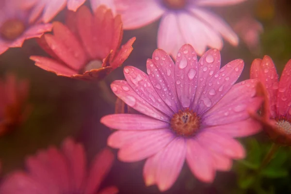 Photography Daisies Rainy Day — Stock Photo, Image