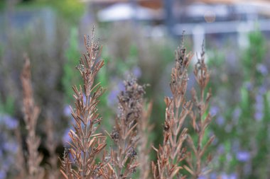 Doğada çiçekli kurutulmuş biberiye bitkisinin fotoğrafı