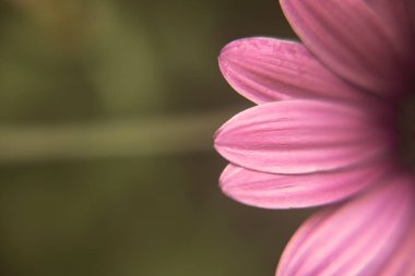 Güzel Afrikalı papatya makrosu, tutsak pembe, mavi, mor,