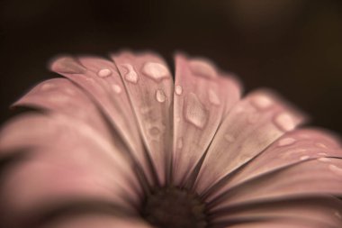 Yağmurlu bir günün ardından bahçesinde su damlaları olan bir papatyanın fotoğrafı.