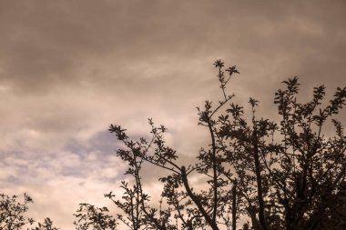 Bulutlu bir günde ağaç ve bitki siluetinin fotoğrafı.